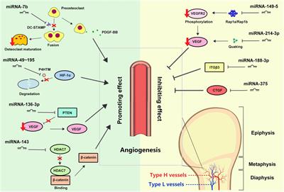 Role of miRNA-regulated type H vessel formation in osteoporosis